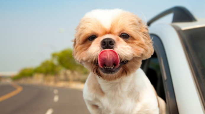 Protecting Your Car's Interior From Pet Wear And Tear In San Diego